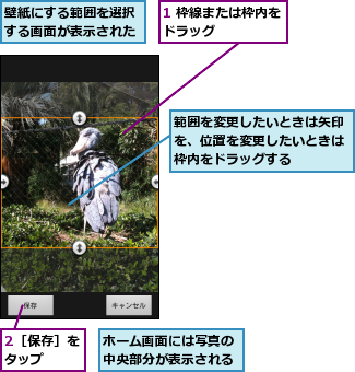 1 枠線または枠内をドラッグ      ,2［保存］をタップ  ,ホーム画面には写真の中央部分が表示される,壁紙にする範囲を選択する画面が表示された,範囲を変更したいときは矢印を、位置を変更したいときは枠内をドラッグする