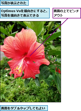 Optimus Vuを横向きにすると、写真を横向きで表示できる,写真が表示された,画面の上でピンチアウト　　　　,画面をダブルタップしてもよい
